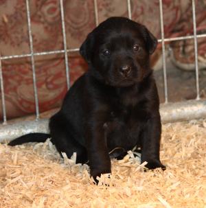 ckcblacklabpuppies